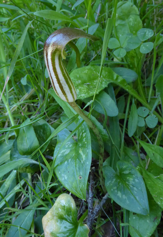 Arisarum vulgare - Araceae